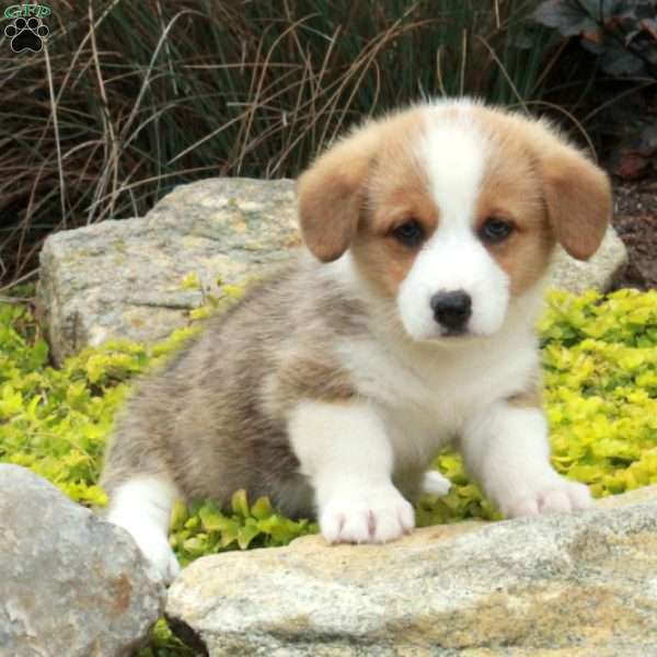 Victor, Pembroke Welsh Corgi Puppy