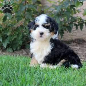 Victor, Mini Bernedoodle Puppy