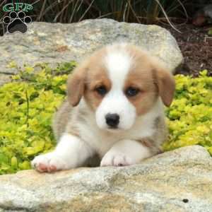 Victor, Pembroke Welsh Corgi Puppy