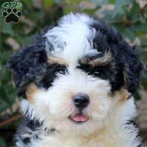 Victor, Mini Bernedoodle Puppy