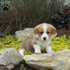 Victor, Pembroke Welsh Corgi Puppy