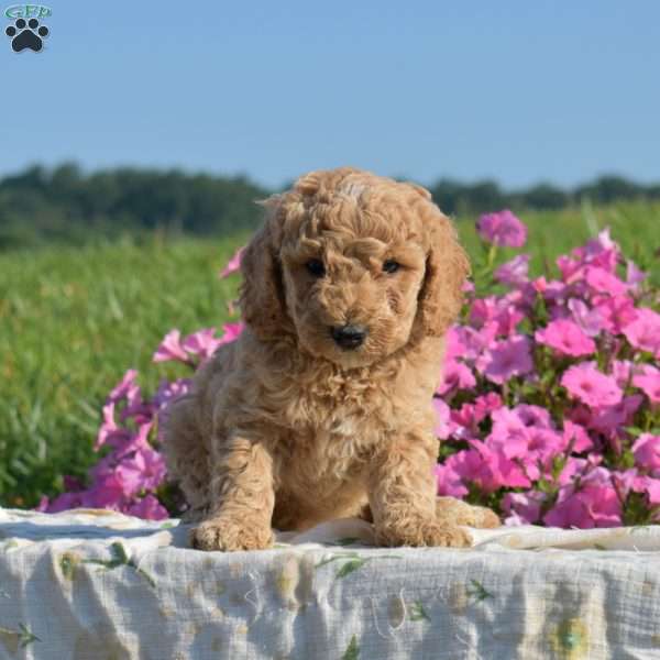 Victoria, Mini Goldendoodle Puppy