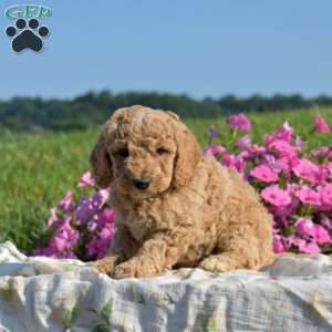 Victoria, Mini Goldendoodle Puppy