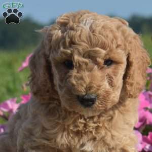 Victoria, Mini Goldendoodle Puppy