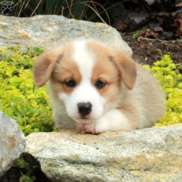Vince, Pembroke Welsh Corgi Puppy