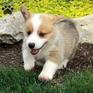 Vince, Pembroke Welsh Corgi Puppy