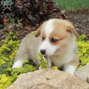 Vince, Pembroke Welsh Corgi Puppy