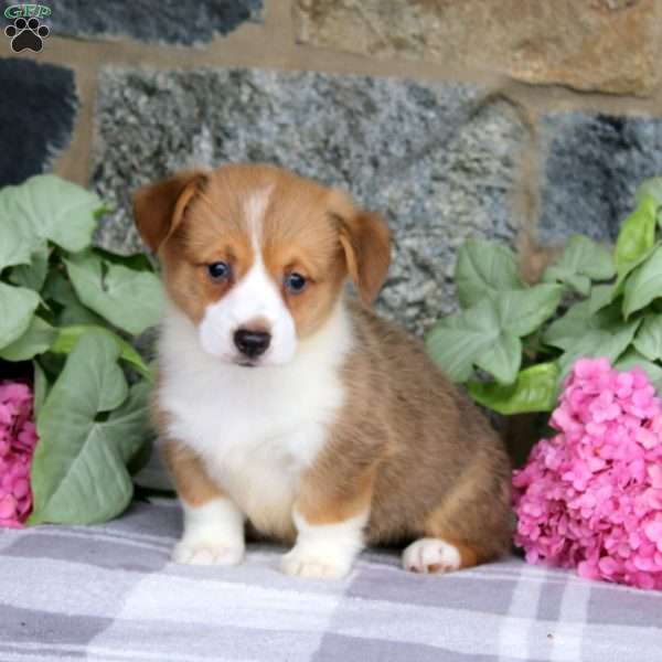 Vincent, Pembroke Welsh Corgi Puppy