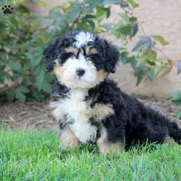 Vinnie, Mini Bernedoodle Puppy