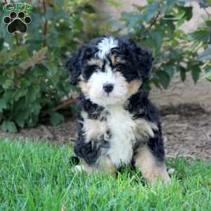 Vinnie, Mini Bernedoodle Puppy