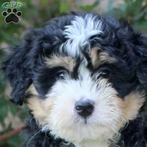 Vinnie, Mini Bernedoodle Puppy