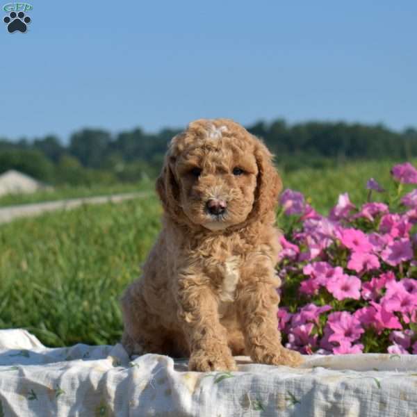 Vinny, Mini Goldendoodle Puppy
