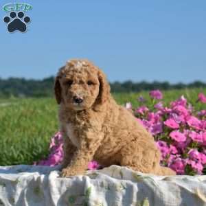 Vinny, Mini Goldendoodle Puppy