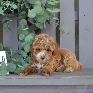 Vinny, Toy Poodle Puppy