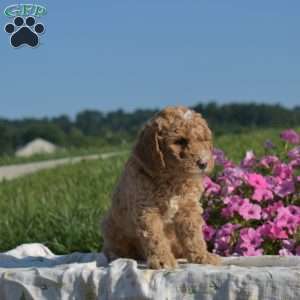 Vinny, Mini Goldendoodle Puppy