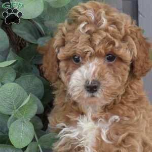 Vinny, Toy Poodle Puppy