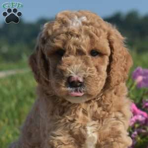 Vinny, Mini Goldendoodle Puppy