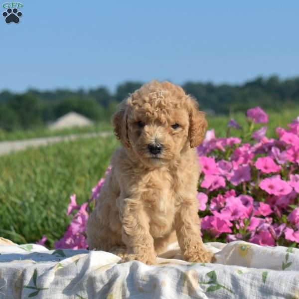 Violet, Mini Goldendoodle Puppy