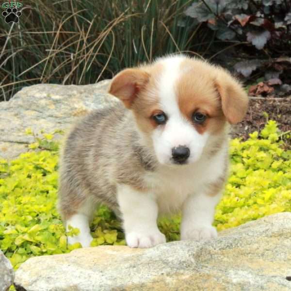 Violet, Pembroke Welsh Corgi Puppy