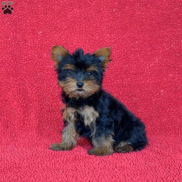 Violet, Yorkie Puppy