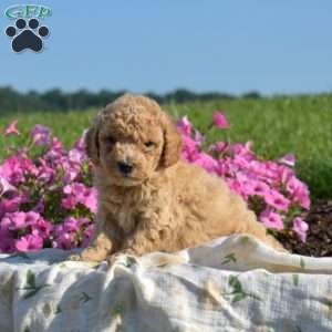 Violet, Mini Goldendoodle Puppy