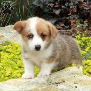 Violet, Pembroke Welsh Corgi Puppy