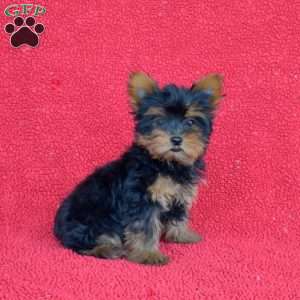 Violet, Yorkie Puppy