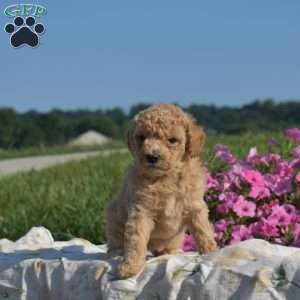 Violet, Mini Goldendoodle Puppy