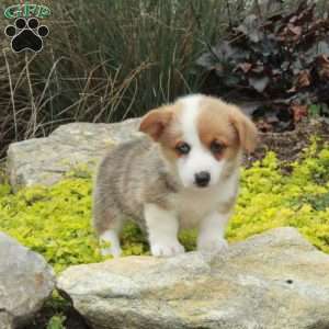 Violet, Pembroke Welsh Corgi Puppy