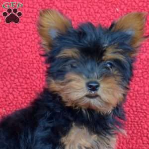 Violet, Yorkie Puppy