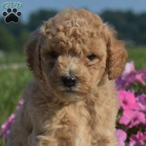 Violet, Mini Goldendoodle Puppy