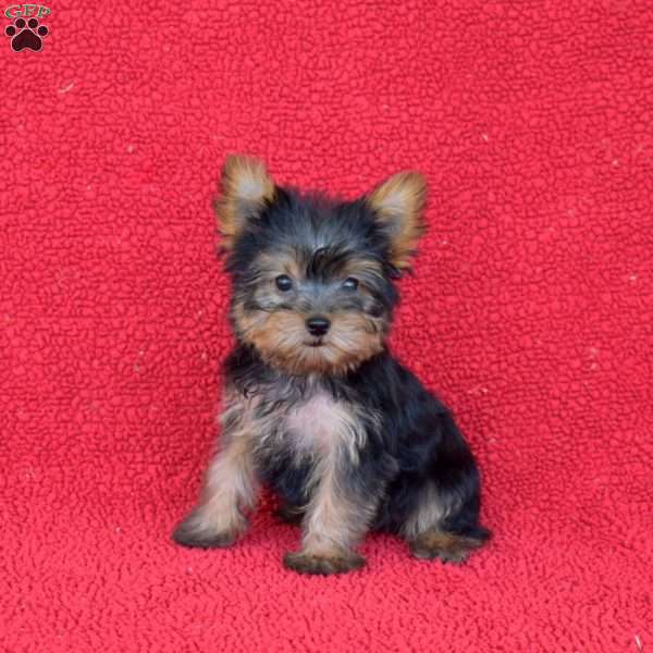 Viper, Yorkie Puppy