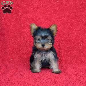Viper, Yorkie Puppy