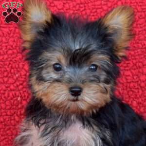 Viper, Yorkie Puppy
