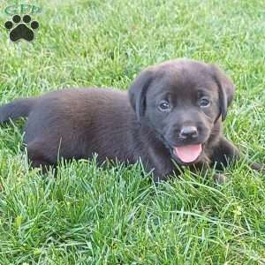 Willow, Black Labrador Retriever Puppy