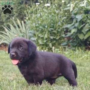 Willow, Black Labrador Retriever Puppy