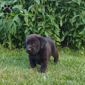 Willow, Black Labrador Retriever Puppy