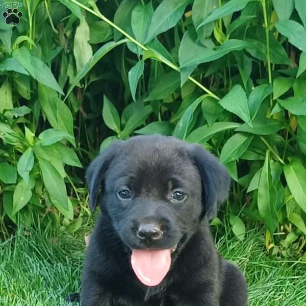 Willow, Black Labrador Retriever Puppy