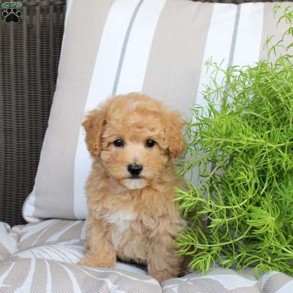 Waffles, Bich-Poo Puppy