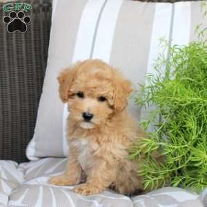 Waffles, Bich-Poo Puppy