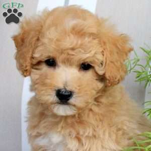 Waffles, Bich-Poo Puppy