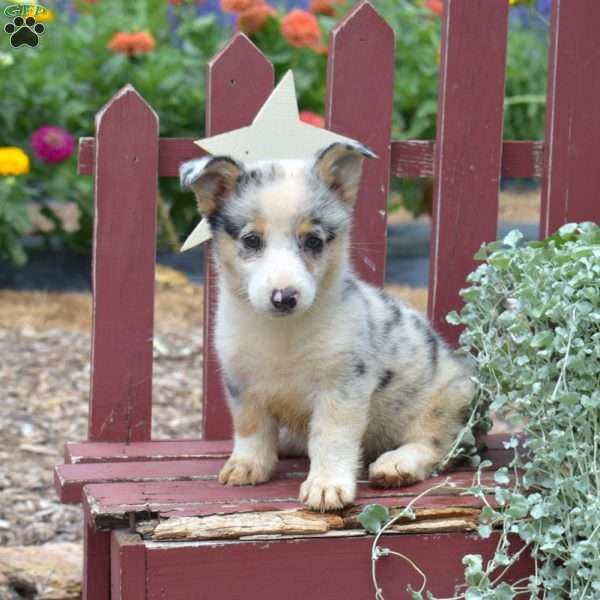 Wags, Pembroke Welsh Corgi Puppy