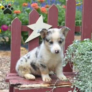 Wags, Pembroke Welsh Corgi Puppy