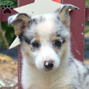 Wags, Pembroke Welsh Corgi Puppy