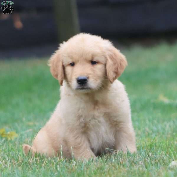 Waldo, Golden Retriever Puppy