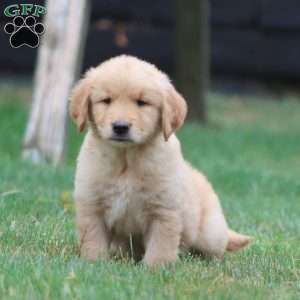 Waldo, Golden Retriever Puppy
