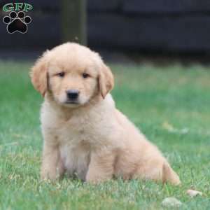 Waldo, Golden Retriever Puppy