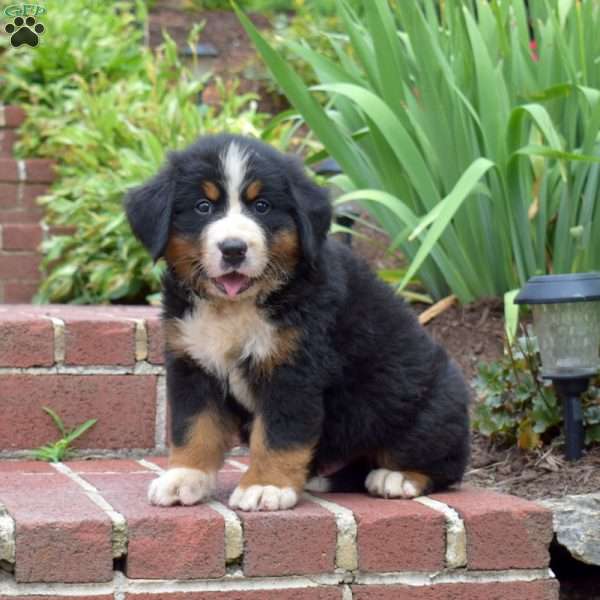 Wallen, Bernese Mountain Dog Puppy