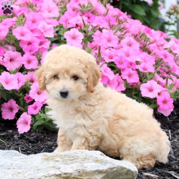 Walter, Bich-Poo Puppy
