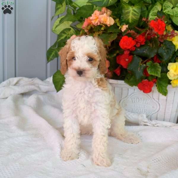 Walter, Miniature Poodle Puppy